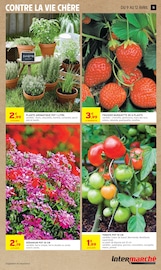 Plantes en promo dans le catalogue Intermarché Super à la page 11