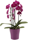 Promo Orchidée cascade à 9,99 € dans le catalogue Carrefour à Draguignan