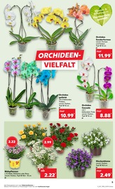 Aktueller Kaufland Prospekt mit Stauden, "Aktuelle Angebote", Seite 5