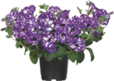 PÉTUNIA - GARDENLINE en promo chez Aldi PÉTUNIA - GARDENLINE dans le catalogue Aldi
