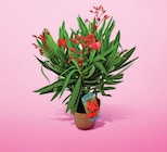 Laurier rose pot 14 cm dans le catalogue Netto