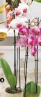 ORCHIDÉE 2 TIGES dans le catalogue Super U