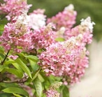 Rispenhortensie Hydrangea paniculata »Pinky-Winky« von Kölles Beste im aktuellen Pflanzen Kölle Prospekt für 29,99 €