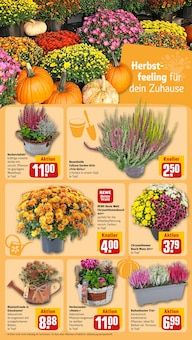 Pflanzen im REWE Prospekt "Dein Markt" mit 28 Seiten (Münster)