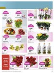 Plantes Et Fleurs Plantes Et Fleurs