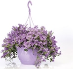 Campanule en suspension en promo à 10,99 € chez Lidl Campanule en suspension dans le catalogue Lidl