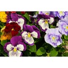 Pensée à Carrefour dans Choisey Pensée à Carrefour dans Choisey