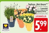 Topfrose Dolc Amore im Angebot bei EDEKA in Ravensburg Topfrose Dolc Amore Angebote von EDEKA Herzstücke bei EDEKA Ravensburg für 5,99 €