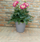 Aktuelles Dahlie XL „Suniq“ Angebot bei toom Baumarkt in Magdeburg ab 12,99 €