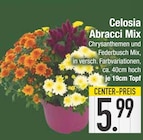 Celosia Abracci Mix von  im aktuellen EDEKA Prospekt für 5,99 €