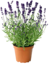 Hagebaumarkt - Lavendel Angebot im Prospekt Lavendel bei Hagebaumarkt im Prospekt "" für 2,79 €