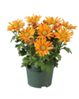 Aktuelles Chrysanthemen Mehrtriebier Angebot bei Lidl in Bielefeld ab 1,19 €
