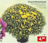 Chrysanthemenkugel im Angebot bei Zimmermann in Wolfsburg Chrysanthemenkugel Angebote bei Zimmermann Wolfsburg für 4,99 €