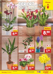 Aktueller Netto Marken-Discount Prospekt mit Garten, "Aktuelle Angebote", Seite 23