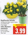 Bepflanzte Schale oder Blumenzwiebeln im aktuellen E center Prospekt