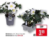 Christrose Angebote bei Marktkauf Fellbach für 3,99 €