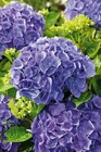 Hortensia - Carrefour à Ajaccio Hortensia en promo chez Carrefour Ajaccio à 9,99 €