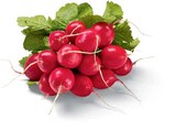 Aktuelles Radieschen Angebot bei Netto Marken-Discount in Oldenburg ab 0,49 €