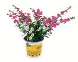 Köcherblume „floriglory“ im Angebot bei toom Baumarkt in Salzgitter Köcherblume „floriglory“ Angebote bei toom Baumarkt Salzgitter für 3,59 €
