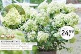 Aktuelle Hortensie Angebote bei ROSENGUT Langerwisch in Potsdam Aktuelles RISPENHORTENSIE HYDRANGEA PANICULATA 'LIVING CREATIONS' Angebot bei ROSENGUT Langerwisch in Potsdam ab 24,99 €