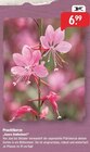 Raiffeisenmarkt - Prachtkerze „Gaura lindheimeri“ Angebot im Prospekt Prachtkerze „Gaura lindheimeri“ bei Raiffeisenmarkt im Prospekt "" für 6,99 €