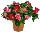 Rhododendron im Angebot bei Kaufland in Aachen Rhododendron Angebote bei Kaufland Aachen für 9,99 €