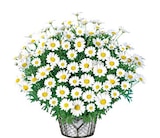Margeriten-Busch von  im aktuellen Hellweg Prospekt für 6,99 €