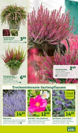 Blauraute Angebote im Prospekt "Bunte Jahreszeit!" von Pflanzen Kölle auf Seite 7