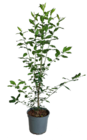 Angebot im Blumen Ostmann Visbek Prospekt Blumen Ostmann Visbek Prospekt mit im Angebot für 9,99 €