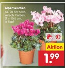 Alpenveilchen von  im aktuellen Netto Marken-Discount Prospekt für 1,99 €