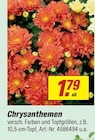 Chrysanthemen im toom Baumarkt Prospekt Chrysanthemen von im aktuellen toom Baumarkt Prospekt für 1,79 €