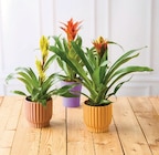 Bromelias en promo chez Super U Villeurbanne à 9,99 €