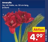 Amaryllis bei Netto Marken-Discount im Regen Prospekt für 4,99 €