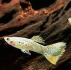 Les 4 Guppies en promo chez Truffaut Cachan à 8,00 €