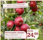 Säulenapfel 'Rondo' Angebote bei Garten-Center Nordharz GmbH & Co. KG Wolfenbüttel für 24,99 €
