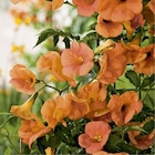 CAMPSIS GRANDIFLORA. Le pot de 3 litres à Botanic dans Démouville CAMPSIS GRANDIFLORA. Le pot de 3 litres à Botanic dans Démouville