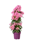 Bougainvillée pyramide - Lidl à Aulnay-sous-Bois Bougainvillée pyramide en promo chez Lidl Aulnay-sous-Bois à 13,99 €
