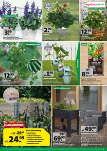 Pflanzgefäß im Hagebaumarkt Prospekt "SO SEHEN SPARER AUS!" mit 12 Seiten (München)