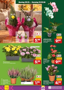 Pflanzen im aktuellen Netto Marken-Discount Prospekt (Saarbrücken) Pflanzen im Netto Marken-Discount Prospekt "Aktuelle Angebote" mit 70 Seiten (Saarbrücken)