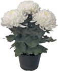 Chrysantheme-Deko im aktuellen V-Markt Prospekt für 3,99 €