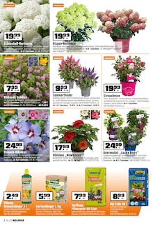 Hortensie im OBI Prospekt "BIBERSTARKE ANGEBOTE" mit 20 Seiten (Nürnberg)