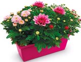 Chrysanthemen im aktuellen Netto mit dem Scottie Prospekt