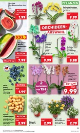 Aktueller Kaufland Prospekt mit Pflanzen, "Aktuelle Angebote", Seite 19