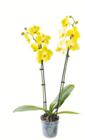 toom Baumarkt Schenkenberg - Schmetterlingsorchidee Angebot im Prospekt Schmetterlingsorchidee bei toom Baumarkt im Schenkenberg Prospekt für 8,99 €