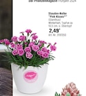 Stauden-Nelke "Pink Kisses" Angebote bei OBI Göppingen für 2,49 €