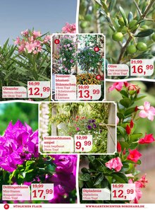 Kübelpflanzen im Garten-Center Nordharz GmbH & Co. KG Prospekt "Der Sommer kann kommen…" mit 12 Seiten (Hannover)