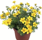 Wreesmann Thale Prospekt mit  im Angebot für 1,59 €