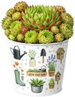Sommergarten Angebote bei REWE Beckum für 3,79 €