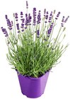 Aktuelle Blumen Angebote bei Penny in Augsburg Aktuelles Lavendel Angebot bei Penny in Augsburg ab 3,33 €