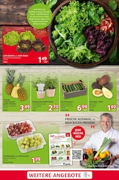 Avocado Angebot im aktuellen Selgros Prospekt auf Seite 3